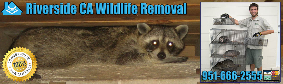 Riverside Wildlife and Animal Removal